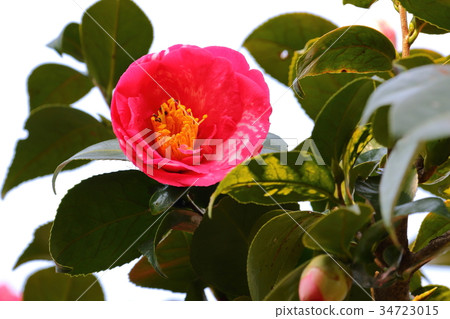 Camellia 34723015