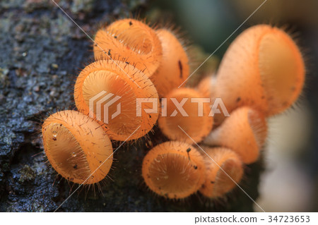 Cookeina tricholoma in rainforest Cookeina tricholoma in rainforest 34723653