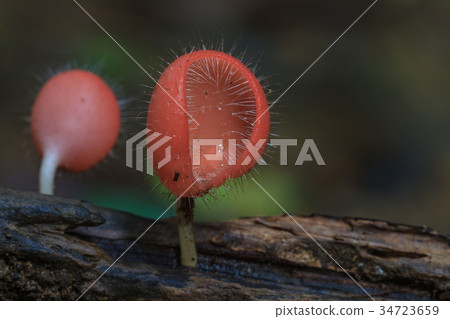 Cookeina tricholoma in rainforest Cookeina tricholoma in rainforest 34723659