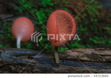 Cookeina tricholoma in rainforest 34723660