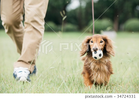 Miniature dachshund and owner 34724331