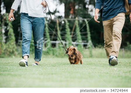 A couple walking a dog Miniature Dachshund 34724944