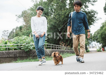 Dog walk couple dachshund miniature 34725462