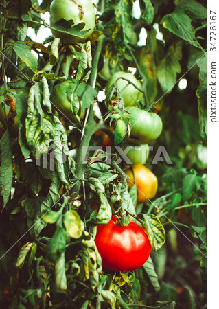 tomatoes in the greenhouse 34726167