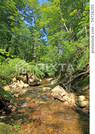 沼澤頭的山毛櫸森林 沼澤頭的山毛櫸森林 34726205