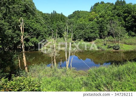 Lake in the back of the mountain where dead trees stand out Lake in the back of the mountain where dead trees stand out 34726211