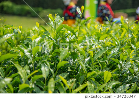 岡山後樂園茶園Teasumi Festival Teasumemusume 34726347