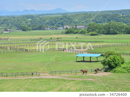 Thoroughbred Ginza-188364 Thoroughbred Ginza-188364 34726400