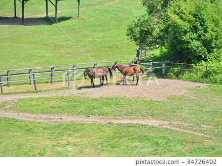 Thoroughbred Ginza-188368 Thoroughbred Ginza-188368 34726402