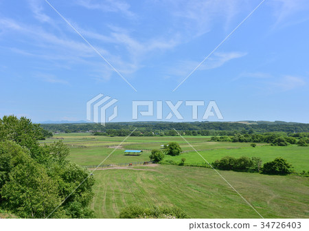 Thoroughbred Ginza -188369 Thoroughbred Ginza -188369 34726403