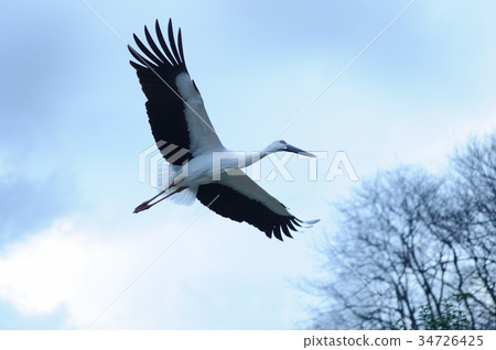 Stork 34726425