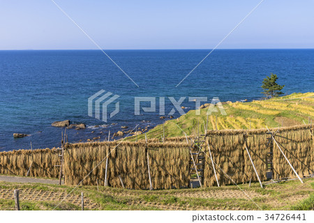 Noto, white rice Senmaida Noto, white rice Senmaida 34726441