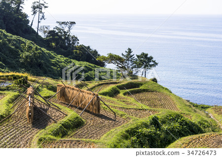 Noto peninsula, white rice Senmaida 34726473