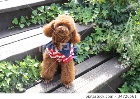 玩具貴賓犬 玩具貴賓犬 34726561