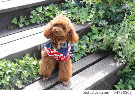 玩具貴賓犬 玩具貴賓犬 34726562