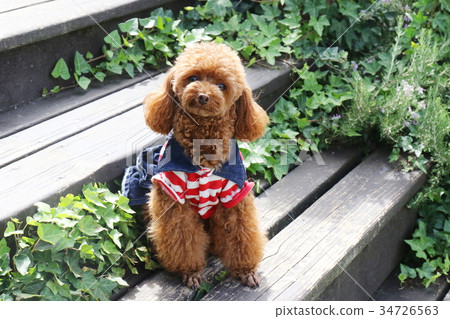 玩具貴賓犬 玩具貴賓犬 34726563
