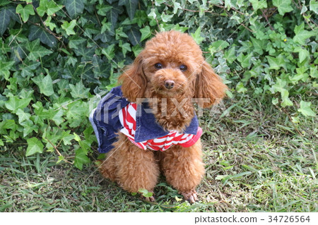 玩具貴賓犬 玩具貴賓犬 34726564