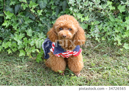 玩具貴賓犬 玩具貴賓犬 34726565