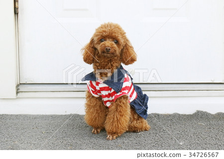 玩具貴賓犬 34726567