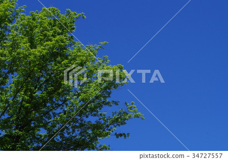 藍天和綠色樹 藍天和綠色樹 34727557