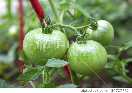 未成熟的番茄 34727722