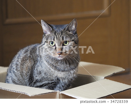 Kitten that enters cardboard Kitten that enters cardboard 34728339
