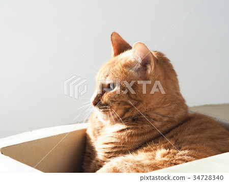 Tea turtle cat who entered cardboard Tea turtle cat who entered cardboard 34728340