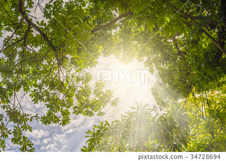 Sunlight in trees Sunlight in trees 34728694