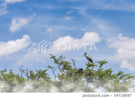 White bird on tree with blue sky, cloud and fog 34728697