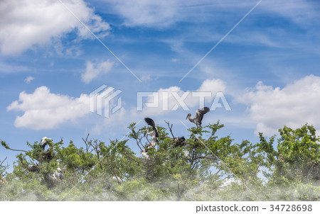 Bird on top of tree under  beautiful sky and cloud 34728698