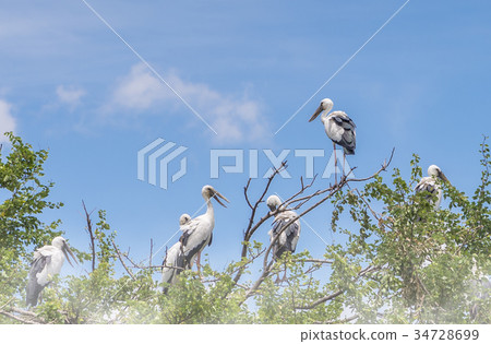 Bird on top of tree under blue sky and cloud 34728699
