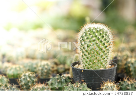 Home and garden decoration with cactus. Home and garden decoration with cactus. 34728857