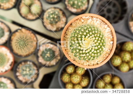 Home and garden decoration with cactus. Home and garden decoration with cactus. 34728858
