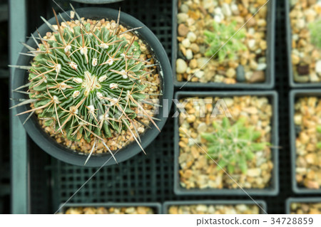 Home and garden decoration with cactus. Home and garden decoration with cactus. 34728859
