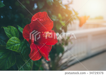 Red Hibiscus flower with morning sun light 34729378