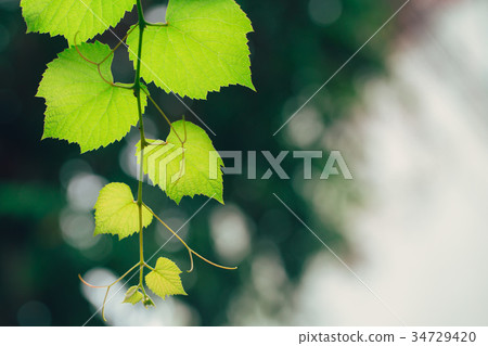 Grape vine green garden nature ecology Grape vine green garden nature ecology 34729420