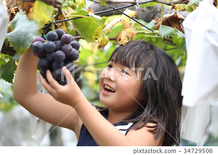 孩子們享受葡萄狩獵 34729506