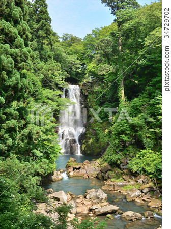 Naha's Shirataki-188060 34729702