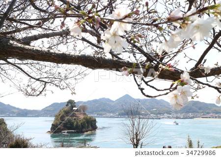 野島的櫻花 34729986