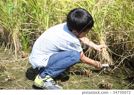 孩子們割飯 34730072