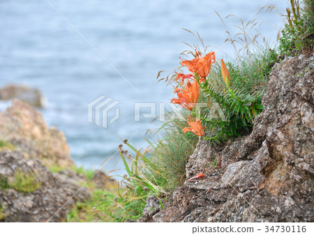 Rock lily -188008 34730116