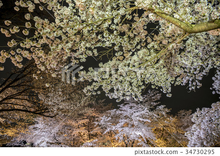 Night cherry blossoms of Kyoto Prefectural Botanical Garden 34730295