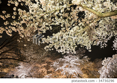 Night cherry blossoms of Kyoto Prefectural Botanical Garden 34730296
