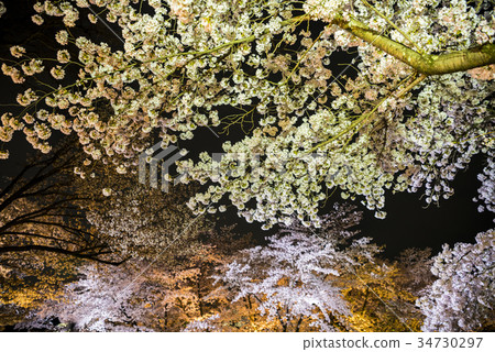 Night cherry blossoms of Kyoto Prefectural Botanical Garden 34730297