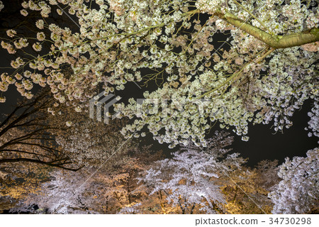 Night cherry blossoms of Kyoto Prefectural Botanical Garden 34730298