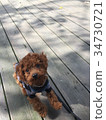 Red poodle 34730721