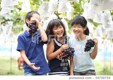 孩子們享受葡萄狩獵 34730739