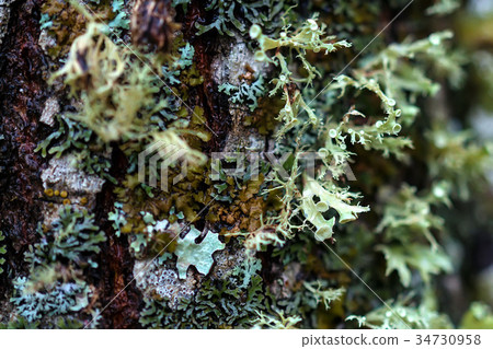 Close up of colorful lichen Close up of colorful lichen 34730958
