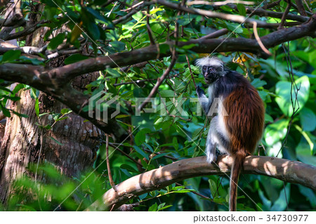 Zanzibar red colobus or Procolobus kirkii Zanzibar red colobus or Procolobus kirkii 34730977