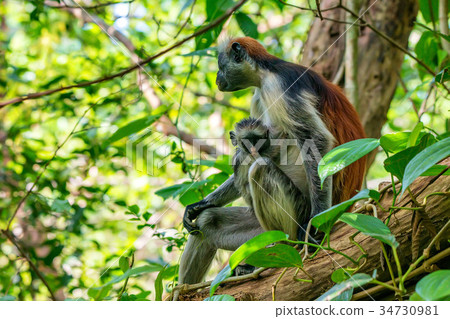 Zanzibar red colobus or Procolobus kirkii 34730981